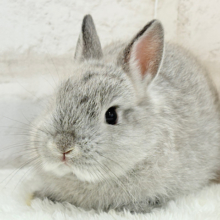 ぬいぐるみ的もふふわ感🐰🫧ネザーランドドワーフ(グレー)男の子