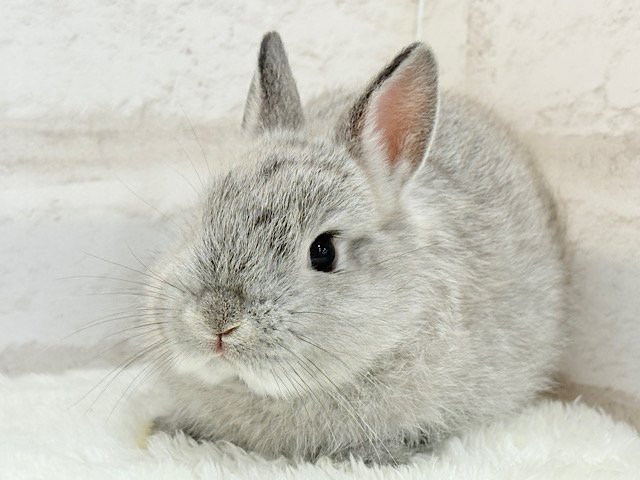 ぬいぐるみ的もふふわ感🐰🫧ネザーランドドワーフ(グレー)男の子