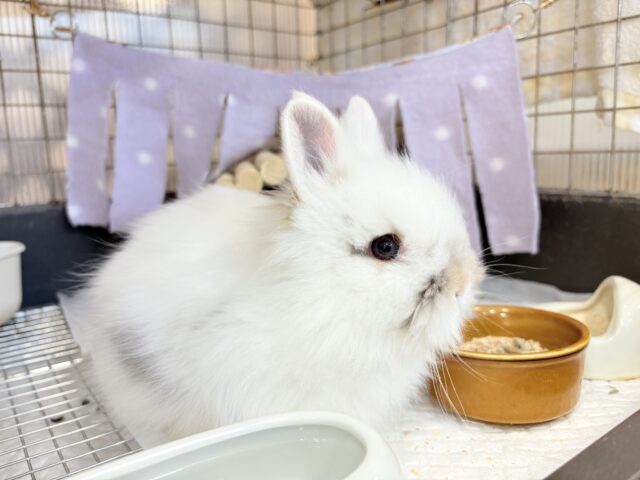 ライオンラビット