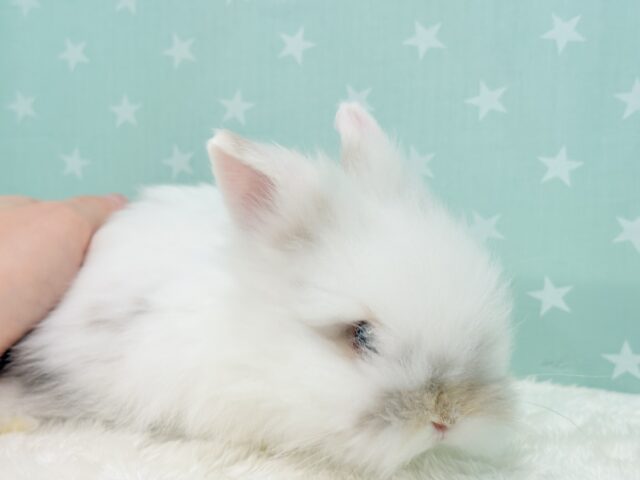 ライオンラビット