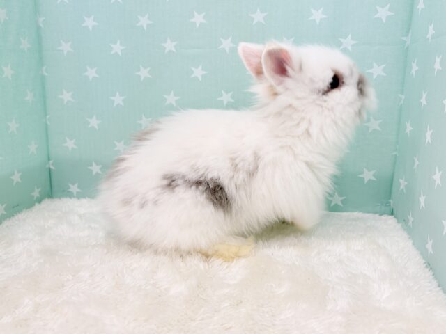 ライオンラビット