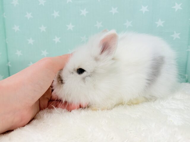 ライオンラビット