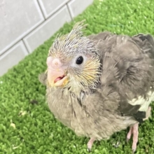 春眠SUNNY☀️*°ｵﾌﾄｩﾝほしぃ、、🐑💤オカメインコ(ノーマル/2026年2月生まれ)