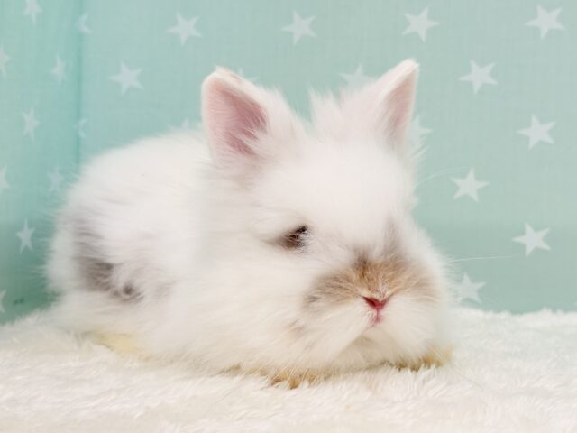 ライオンラビット