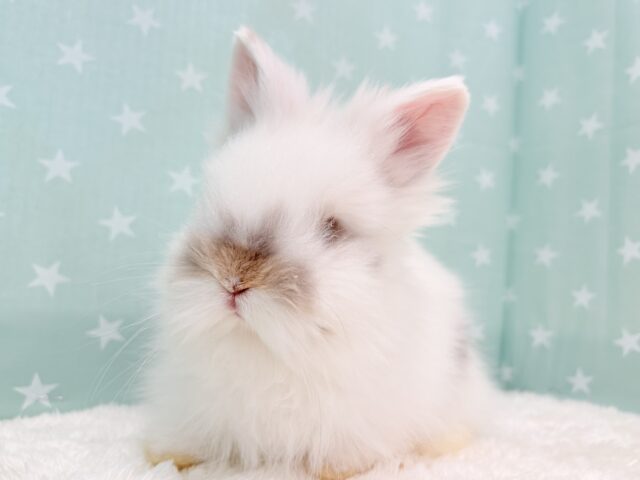 ライオンラビット