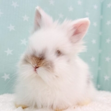 おめめどこかな？💫もっふもふ天使🐰💖ライオンラビット(ブロークン) 男の子