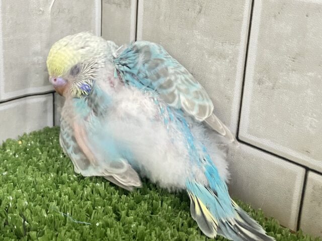 セキセイインコ