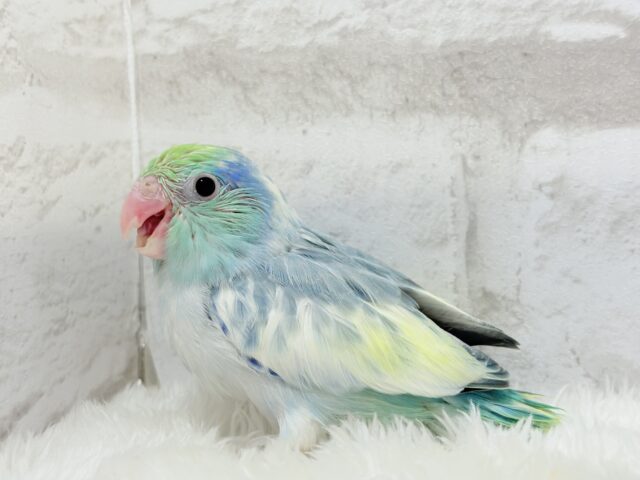 唯一無二🫧宝石みたいな輝き💎.*マメルリハ(ターコイズヘビーパイドブルー) 男の子 ヒナ マメルリハ