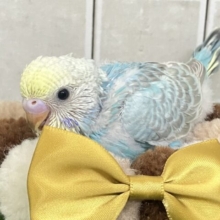 うっとりバニラ🫰divingくり〜む🍨🤍🌊セキセイインコ(パステルレインボー/2026年2月生まれ)