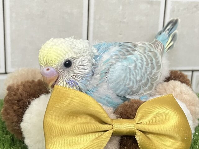 うっとりバニラ🫰divingくり〜む🍨🤍🌊セキセイインコ(パステルレインボー/2026年2月生まれ)