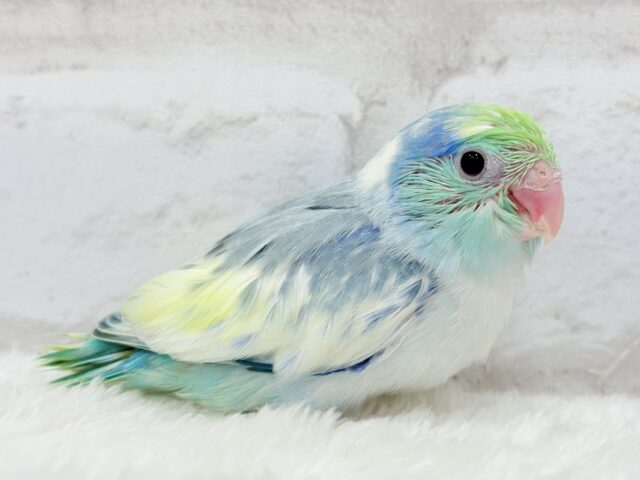 唯一無二🫧宝石みたいな輝き💎.*マメルリハ(ターコイズヘビーパイドブルー) 男の子 ヒナ マメルリハ