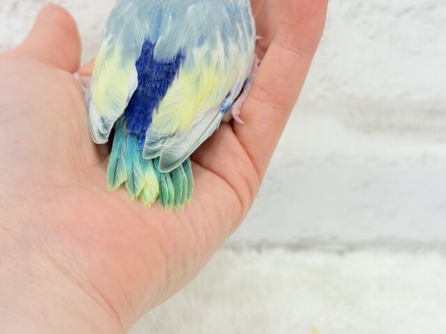 唯一無二🫧宝石みたいな輝き💎.*マメルリハ(ターコイズヘビーパイドブルー) 男の子 ヒナ マメルリハ