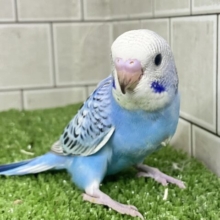 アートの迷路😌💭ハートあるかな…？💙♬.*ﾟセキセイインコ(ブルーオパーリン/2026年2月生まれ)