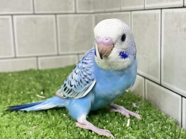 アートの迷路😌💭ハートあるかな…？💙♬.*ﾟセキセイインコ(ブルーオパーリン/2026年2月生まれ)