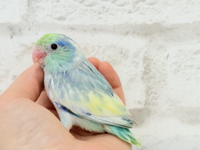 唯一無二🫧宝石みたいな輝き💎.*マメルリハ(ターコイズヘビーパイドブルー) 男の子 ヒナ マメルリハ