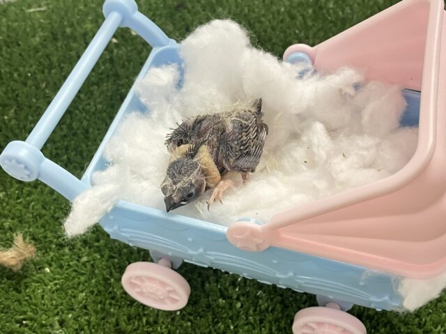 錦花鳥（キンカチョウ）