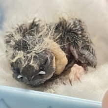 …zzZ🐑みにみに𝗣𝗮𝘆𝗣𝗮𝘆〜♾錦花鳥(ノーマル/2026年2月生まれ)