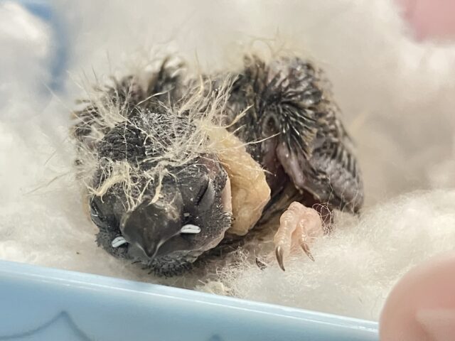 …zzZ🐑みにみに𝗣𝗮𝘆𝗣𝗮𝘆〜♾錦花鳥(ノーマル/2026年2月生まれ)