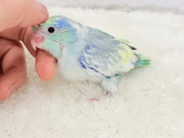 唯一無二🫧宝石みたいな輝き💎.*マメルリハ(ターコイズヘビーパイドブルー) 男の子 ヒナ マメルリハ
