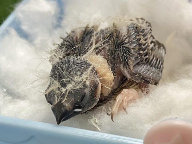 錦花鳥（キンカチョウ）