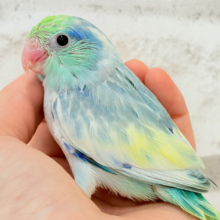 唯一無二🫧宝石みたいな輝き💎.*マメルリハ(ターコイズヘビーパイドブルー) 男の子 ヒナ