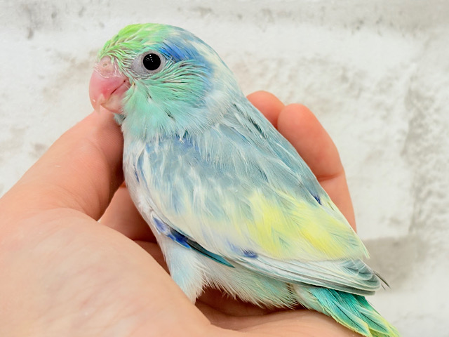 唯一無二🫧宝石みたいな輝き💎.*マメルリハ(ターコイズヘビーパイドブルー) 男の子 ヒナ 唯一無二🫧宝石みたいな輝き💎.*マメルリハ(ターコイズヘビーパイドブルー) 男の子 ヒナ