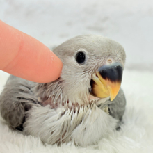 見た目とのギャップNo.1🐣👑コザクラインコ(モーブオパーリン) ヒナ