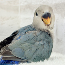 深海ブルーの輝き🌊🫧コザクラインコ(ブルーチェリー) ヒナ