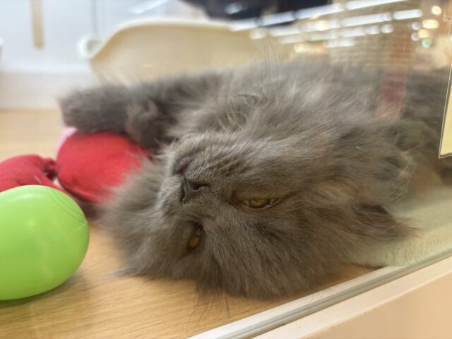 スコティッシュフォールド