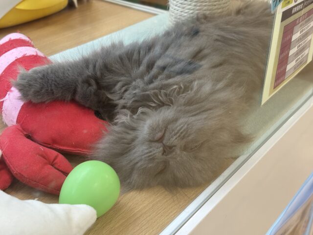 スコティッシュフォールド