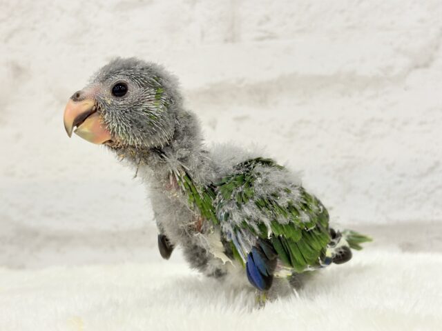 キガシラアオハシインコ