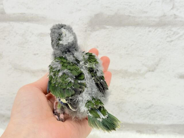 キガシラアオハシインコ