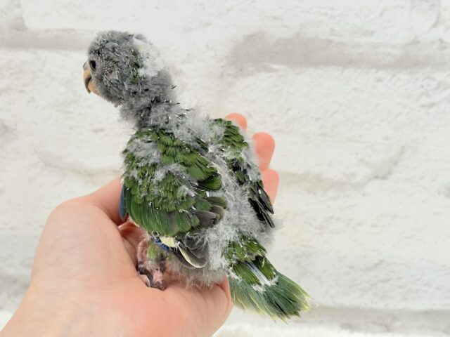キガシラアオハシインコ