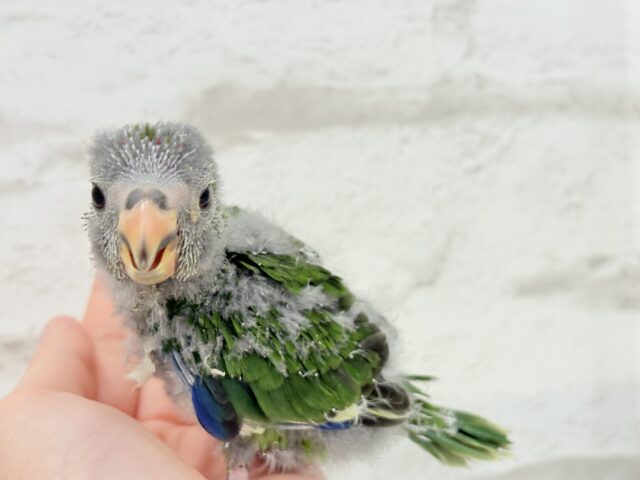 キガシラアオハシインコ