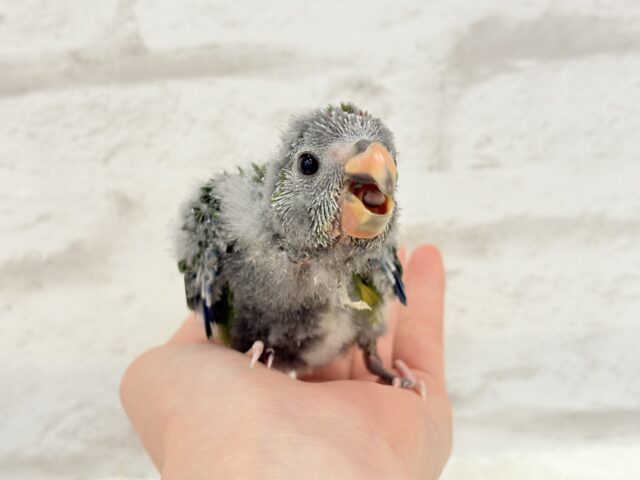 キガシラアオハシインコ