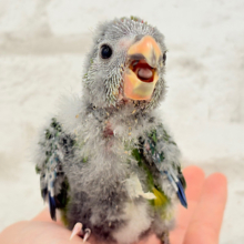 毎日の成長が楽しみ♬*°キガシラアオハシインコ(ノーマル) ヒナ