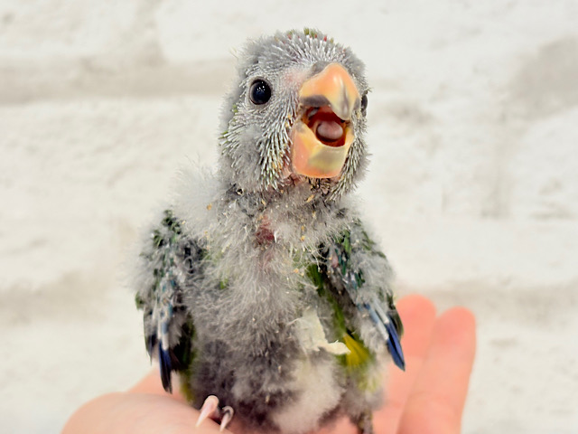 毎日の成長が楽しみ♬*°キガシラアオハシインコ(ノーマル) ヒナ