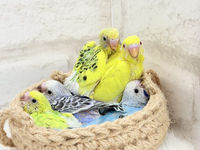 セキセイインコ