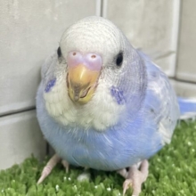 アイスの国から❔🧊ﾋﾟｮｺﾋﾟｮｺクマぽん🧸‎️️️🩵セキセイインコ(ブルースパングル/2026年2月生まれ)