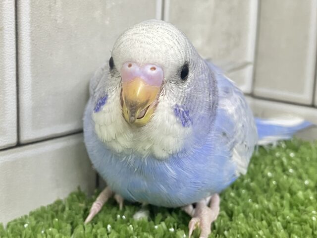 アイスの国から❔🧊ﾋﾟｮｺﾋﾟｮｺクマぽん🧸‎️️️🩵セキセイインコ(ブルースパングル/2026年2月生まれ)