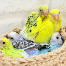 色とりどりの桜満開🐣🌸セキセイインコ ヒナ