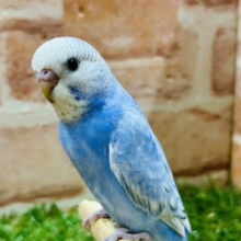 青空カラー💙💙💙ブルースパングルのセキセイちゃんがやってきました～🎵　セキセイインコ