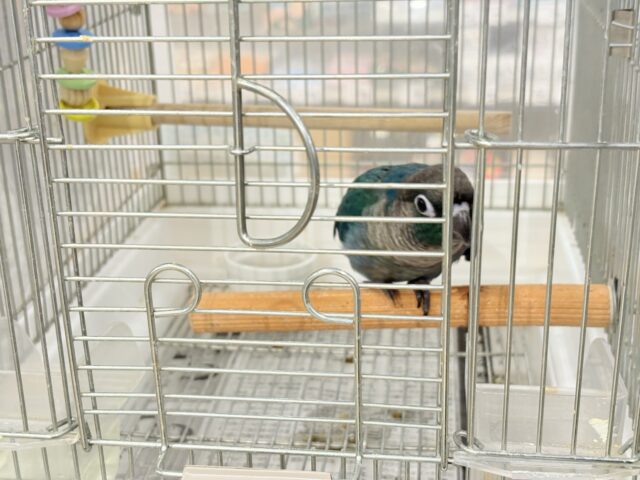 ホオミドリウロコインコ