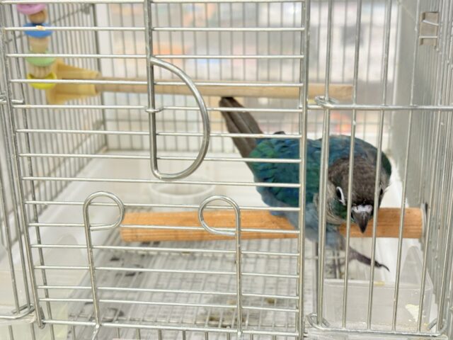 ホオミドリウロコインコ