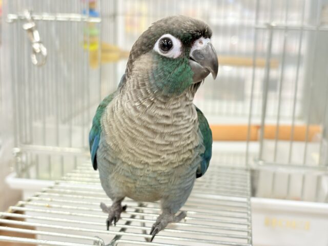 ホオミドリウロコインコ