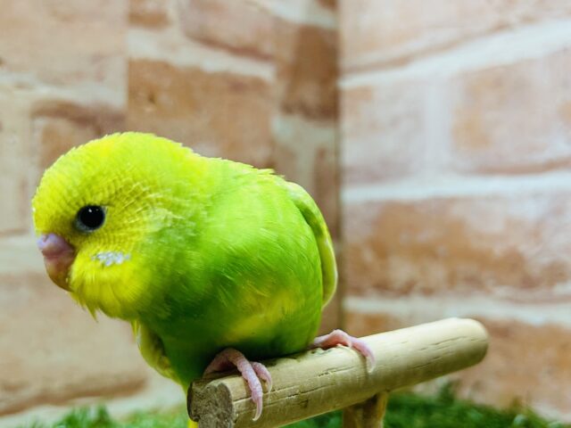 セキセイインコ