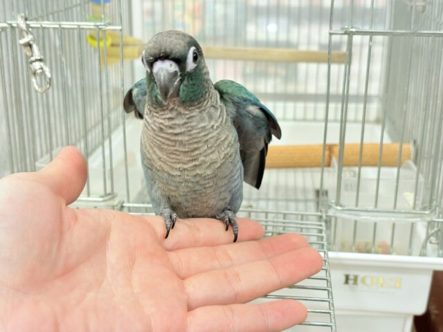 ホオミドリウロコインコ