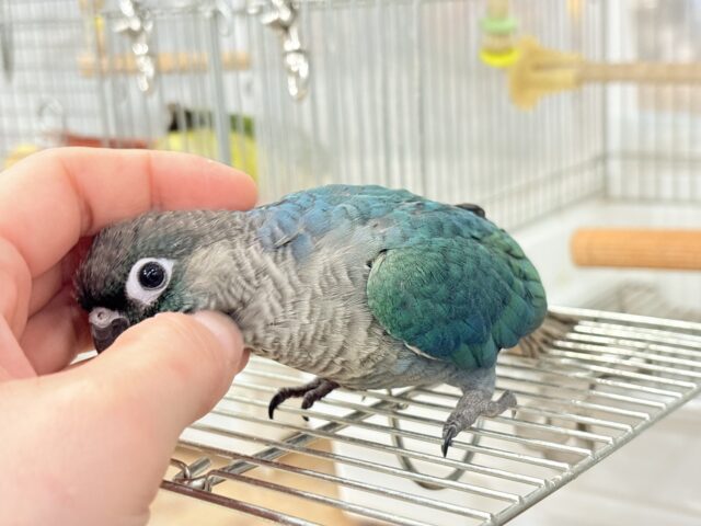 ホオミドリウロコインコ