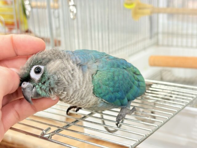 ホオミドリウロコインコ