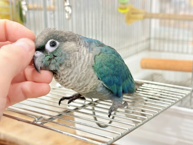 ホオミドリウロコインコ